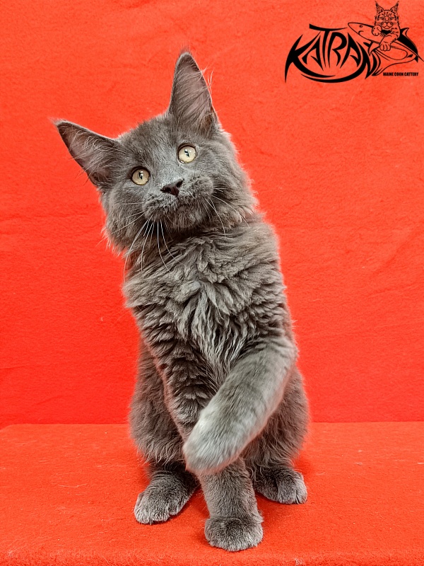 Katran Elif - Kitten maine-coon 3 months 2 weeks