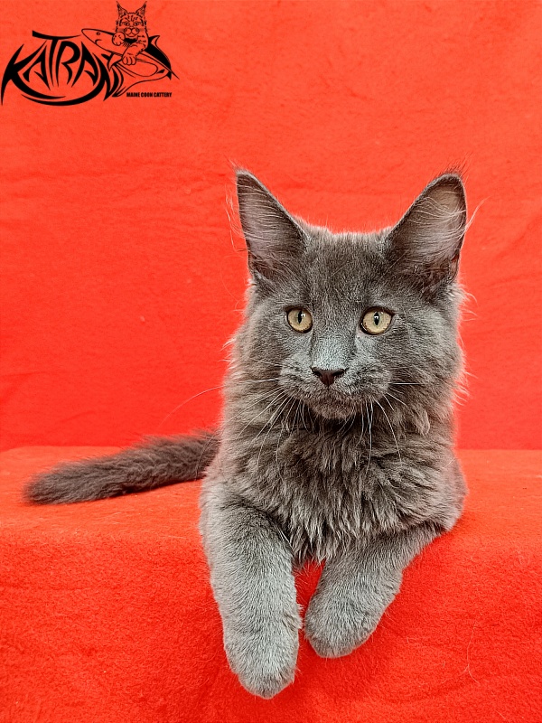 Katran Elif - Kitten maine-coon 3 months 2 weeks