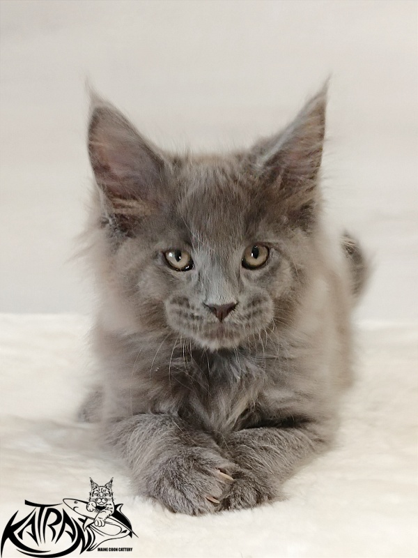 Katran Elif - Kitten maine-coon 2 months