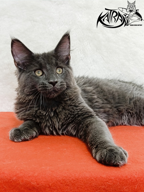 Katran Elif - Kitten maine-coon 4 months