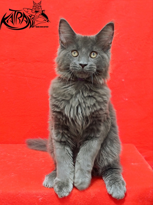 Katran Elif - Kitten maine-coon 3 months 2 weeks