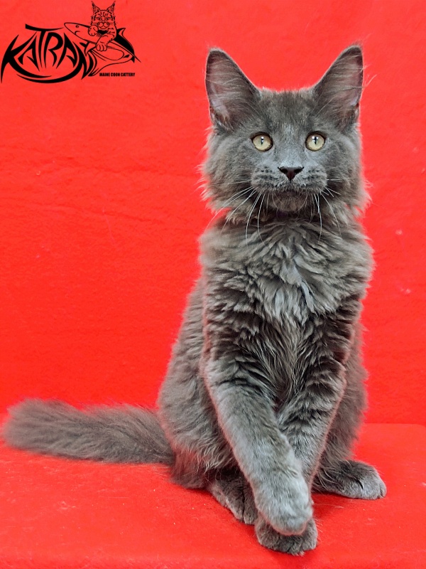 Katran Elif - Kitten maine-coon 3 months 2 weeks