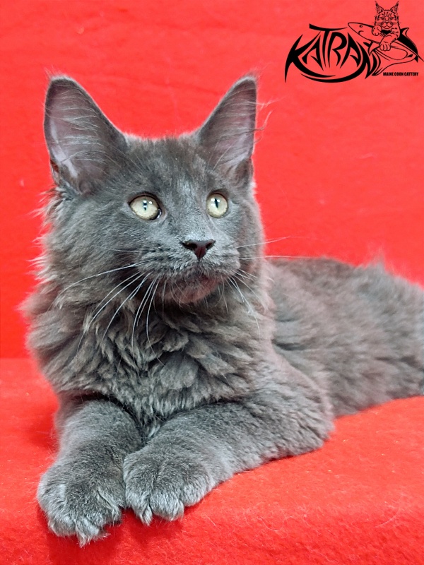 Katran Elif - Kitten maine-coon 3 months 2 weeks