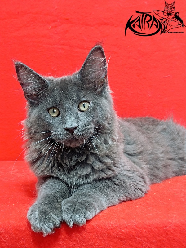 Katran Elif - Kitten maine-coon 3 months 2 weeks
