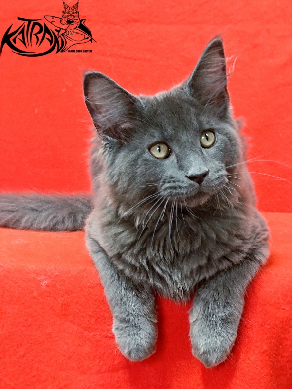 Katran Elif - Kitten maine-coon 3 months 2 weeks