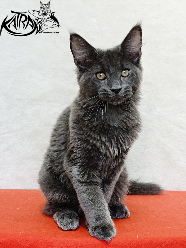 Katran Elif - Kitten maine-coon 4 months