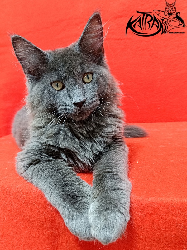 Katran Elif - Kitten maine-coon 3 months 2 weeks