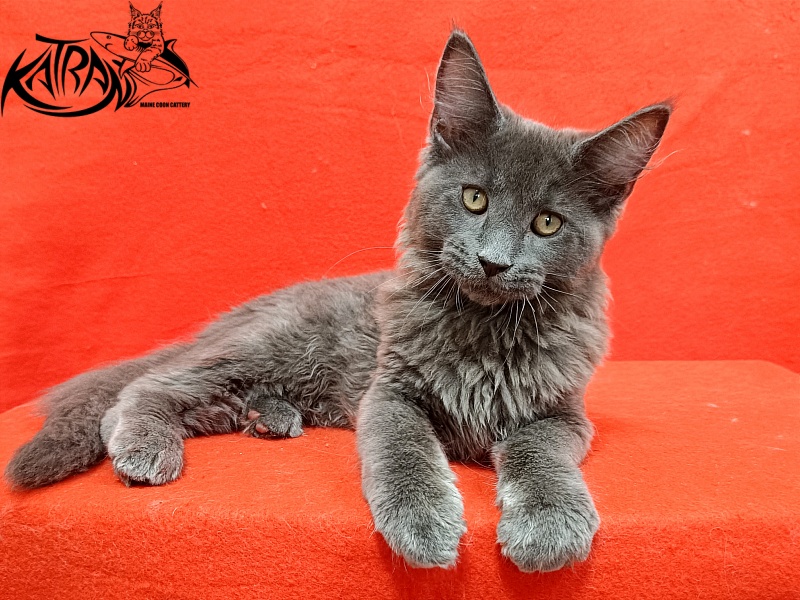 Katran Elif - Kitten maine-coon 3 months 2 weeks