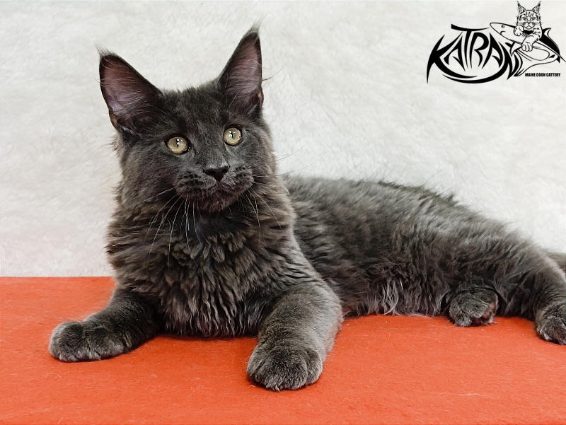 Katran Elif - Kitten maine-coon 4 months