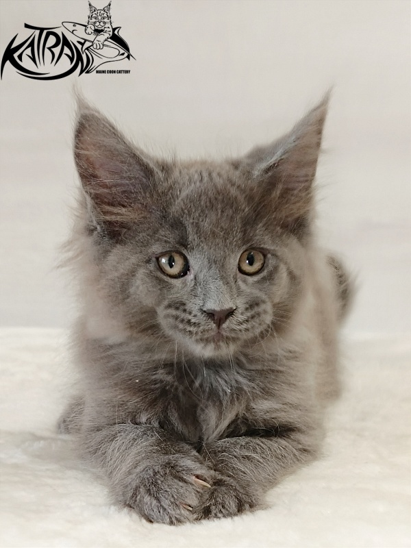 Katran Elif - Kitten maine-coon 2 months