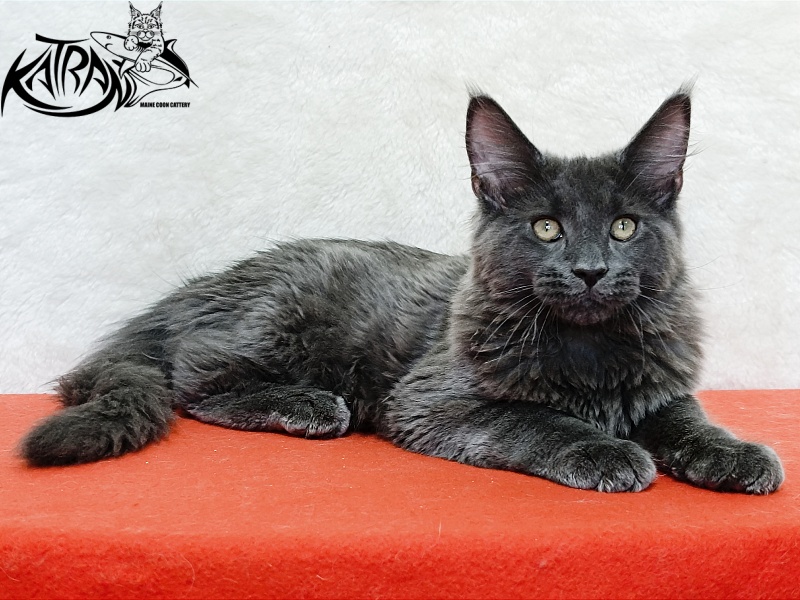 Katran Elif - Kitten maine-coon 4 months