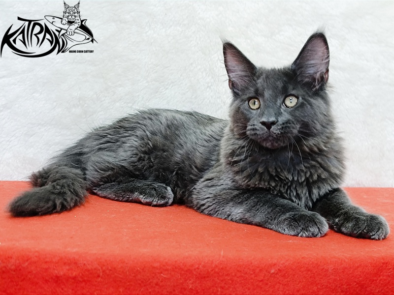 Katran Elif - Kitten maine-coon 4 months
