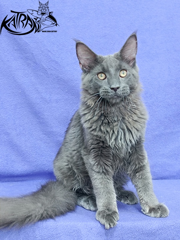 Katran Elif - Kitten maine-coon 5 months