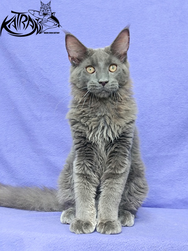 Katran Elif - Kitten maine-coon 5 months