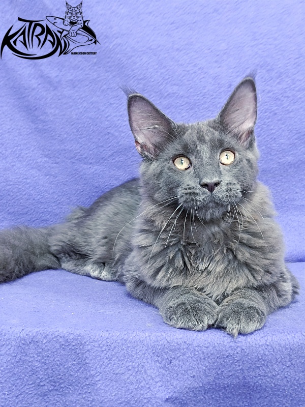 Katran Elif - Kitten maine-coon 5 months