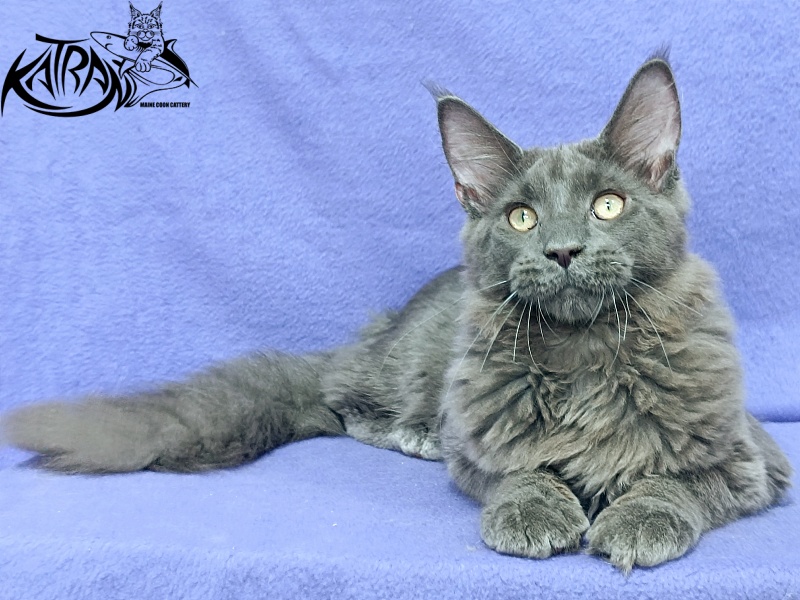 Katran Elif - Kitten maine-coon 5 months