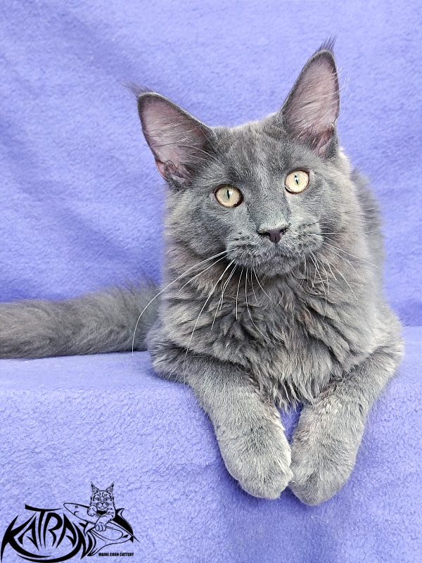 Katran Elif - Kitten maine-coon 5 months