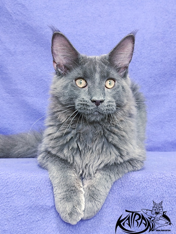 Katran Elif - Kitten maine-coon 5 months