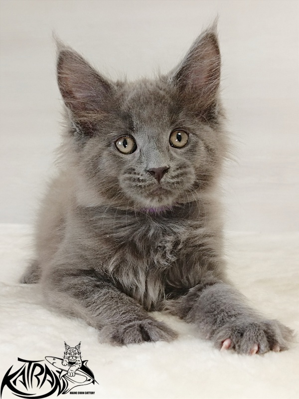 Katran Elif - Kitten maine-coon 2 months