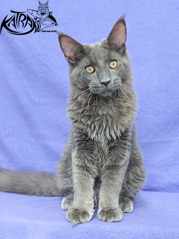 Katran Elif - Kitten maine-coon 5 months