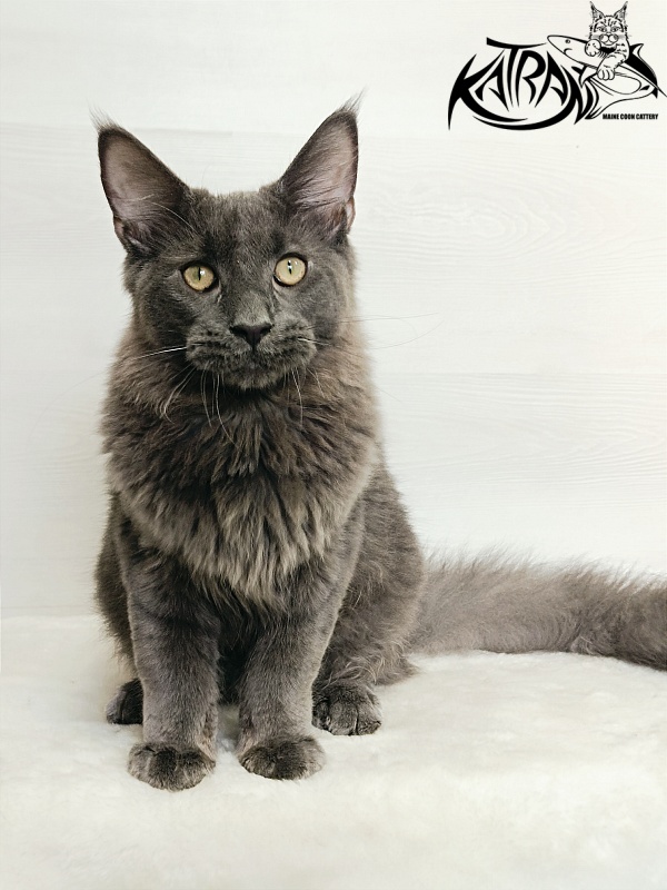 Katran Elif - Kitten maine-coon 6 months 2 weeks