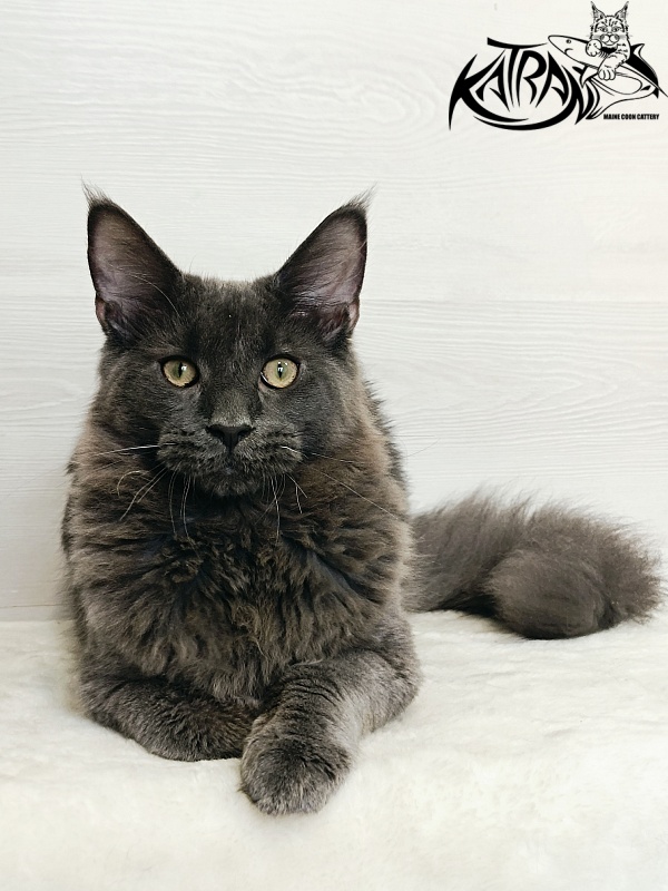 Katran Elif - Kitten maine-coon 6 months 2 weeks