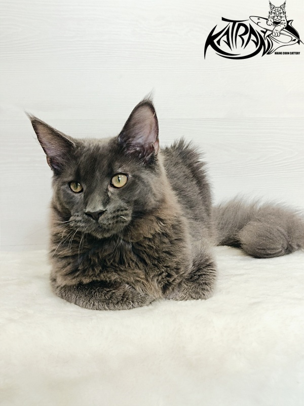 Katran Elif - Kitten maine-coon 6 months 2 weeks