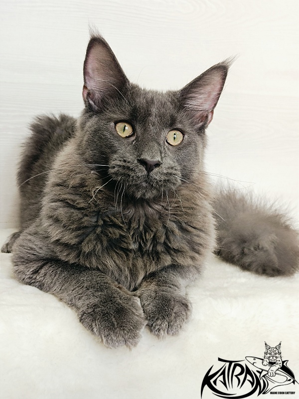 Katran Elif - Kitten maine-coon 6 months 2 weeks