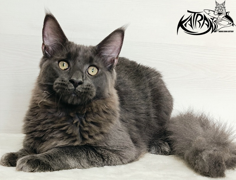 Katran Elif - Kitten maine-coon 6 months 2 weeks