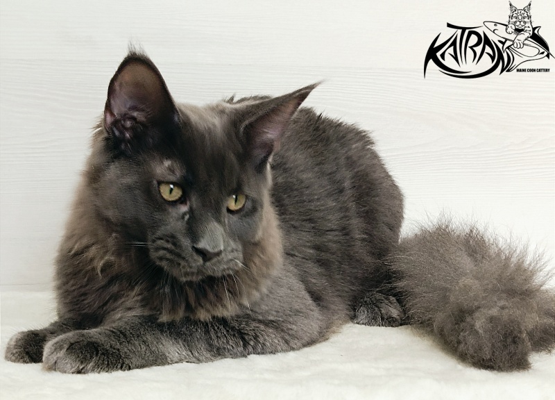 Katran Elif - Kitten maine-coon 6 months 2 weeks