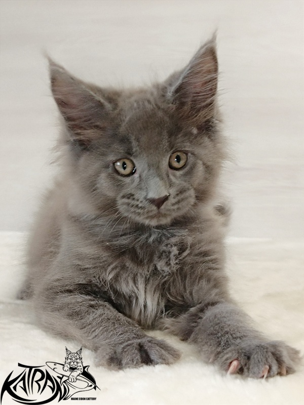 Katran Elif - Kitten maine-coon 2 months