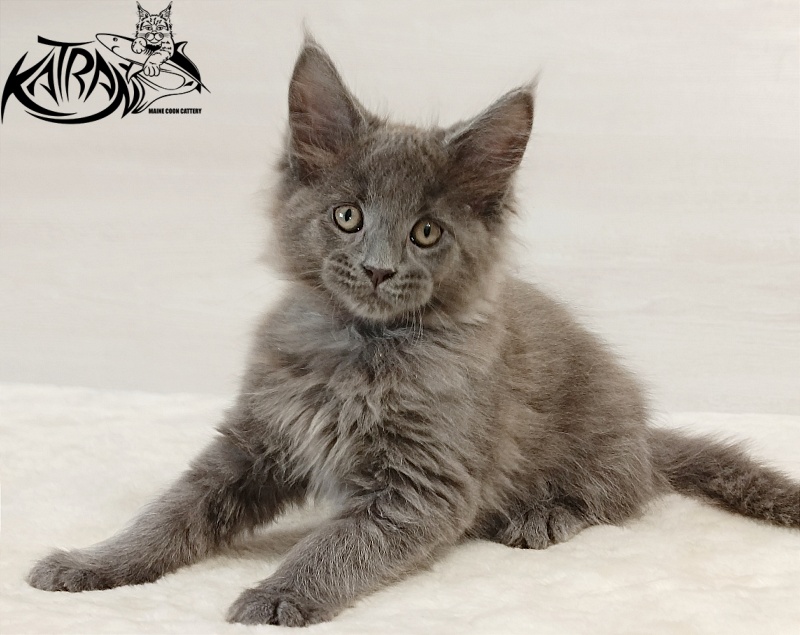 Katran Elif - Kitten maine-coon 2 months
