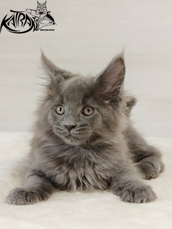 Katran Elif - Kitten maine-coon 2 months