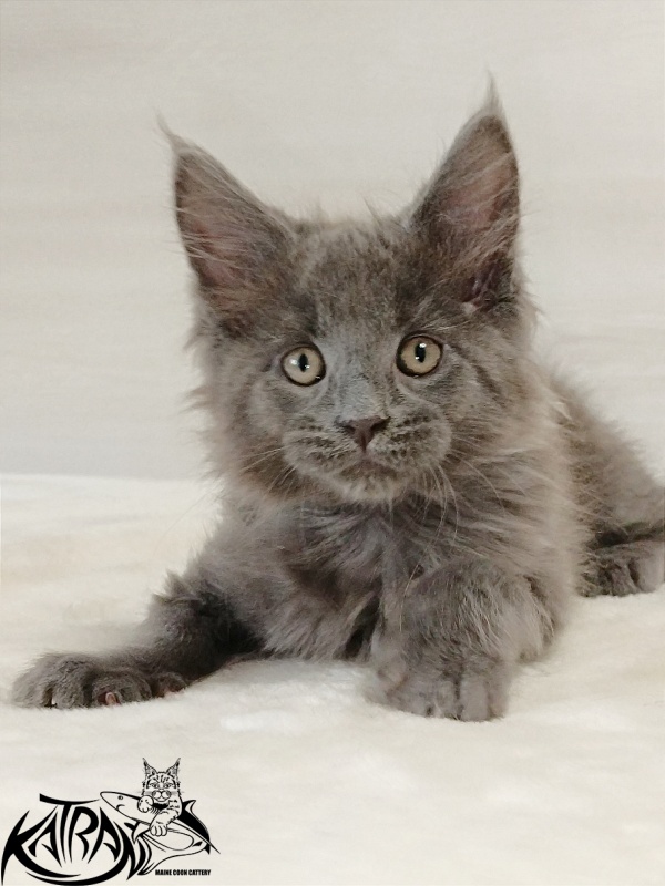 Katran Elif - Kitten maine-coon 2 months