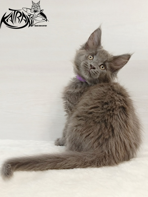 Katran Elif - Kitten maine-coon 2 months