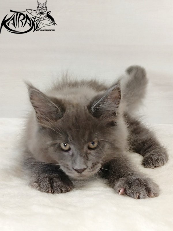 Katran Everest - Kitten maine-coon 2 months