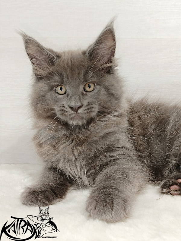 Katran Everest - Kitten maine-coon 2 months