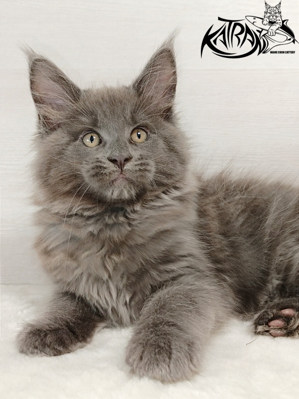 Katran Everest - Kitten maine-coon 2 months