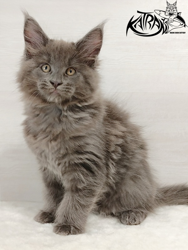 Katran Everest - Kitten maine-coon 2 months
