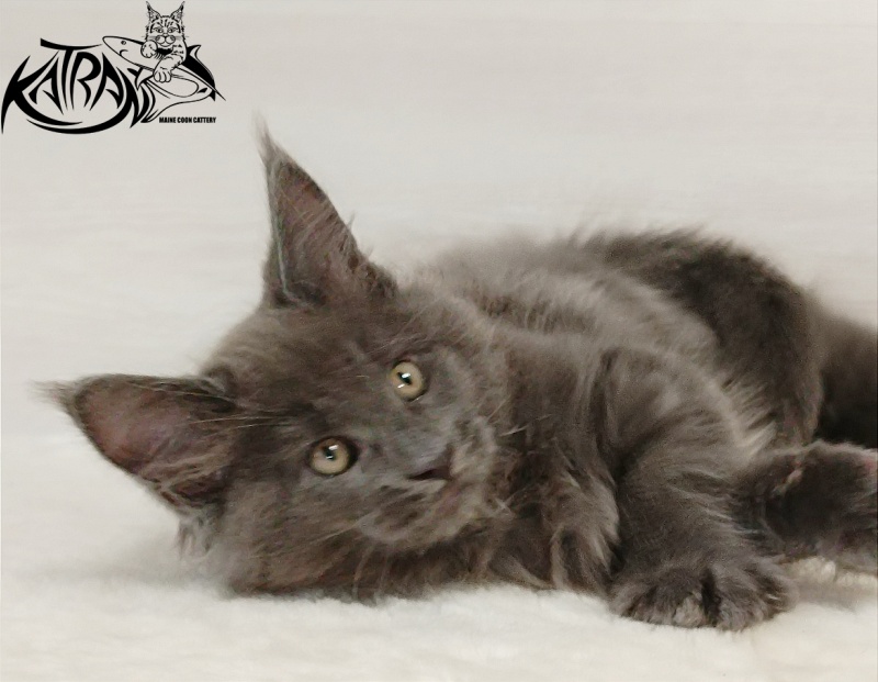 Katran Everest - Kitten maine-coon 2 months