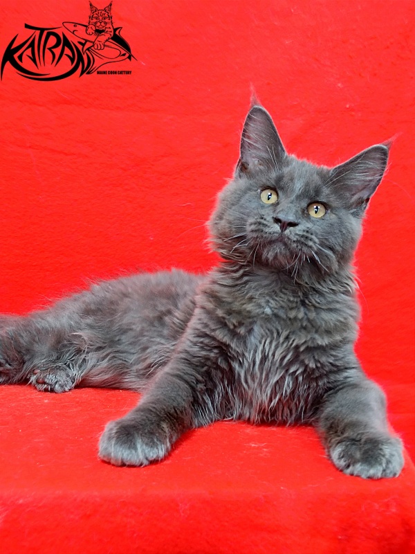 Katran Everest - Kitten maine-coon 3 months 2 weeks
