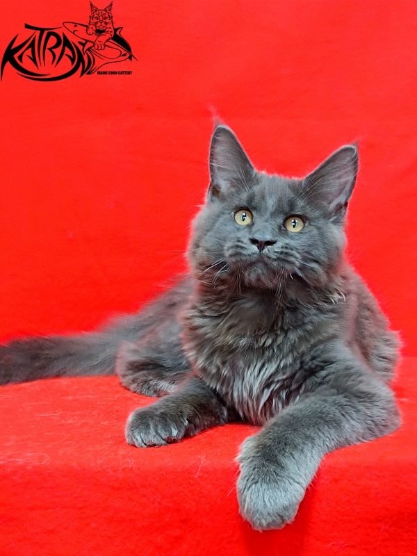 Katran Everest - Kitten maine-coon 3 months 2 weeks