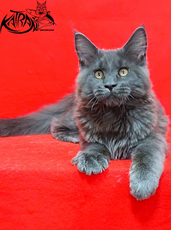 Katran Everest - Kitten maine-coon 3 months 2 weeks