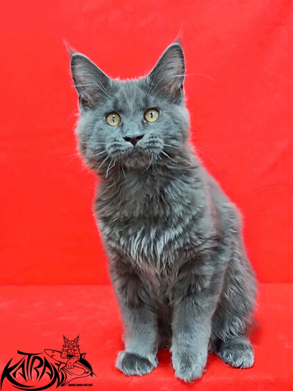 Katran Everest - Kitten maine-coon 3 months 2 weeks