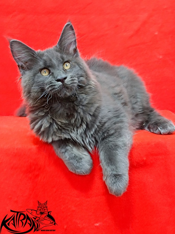 Katran Everest - Kitten maine-coon 3 months 2 weeks