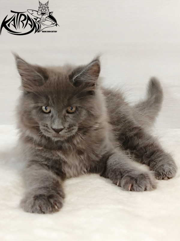 Katran Everest - Kitten maine-coon 2 months
