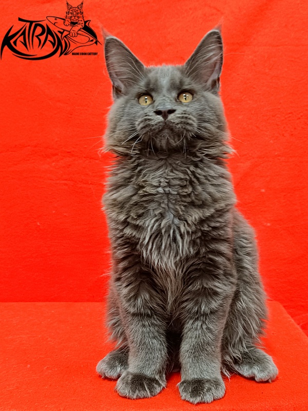 Katran Everest - Kitten maine-coon 3 months 2 weeks