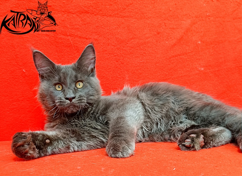 Katran Everest - Kitten maine-coon 3 months 2 weeks