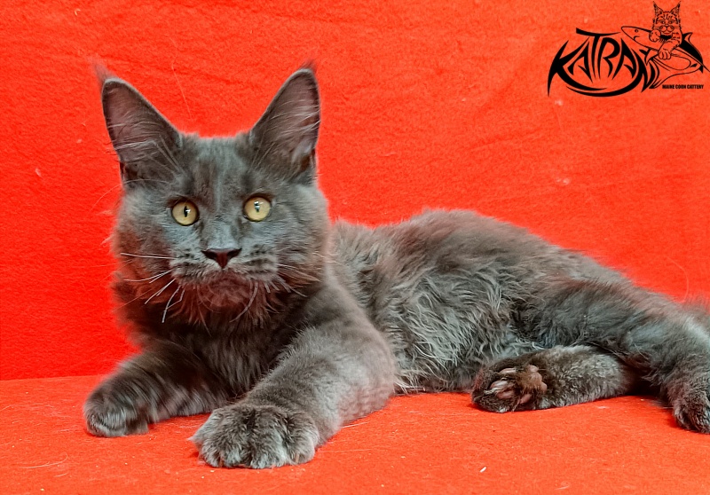 Katran Everest - Kitten maine-coon 3 months 2 weeks