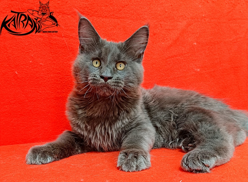 Katran Everest - Kitten maine-coon 3 months 2 weeks